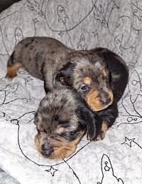 Available Puppies