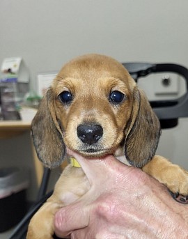 Wrenley Puppy