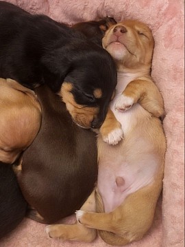 Available Puppies